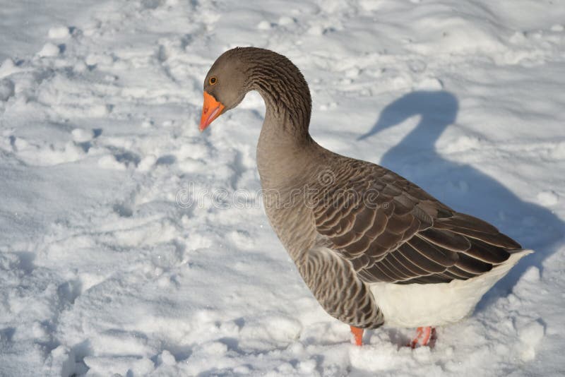 Toulouse Goose wading through the snow. Toulouse Goose wading through the snow.