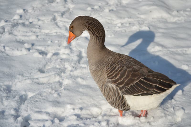 Ganso de Toulouse na neve imagens de stock royalty free Ganso de Toulouse na neve imagens de stock royalty free