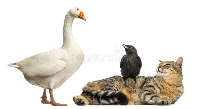 Imagem de pato y gato #114102666