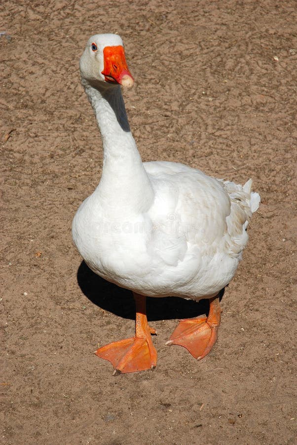 A big white christmas goose with orange feet and beak standing and watching on a poultry farm outdoors. A big white christmas goose with orange feet and beak standing and watching on a poultry farm outdoors