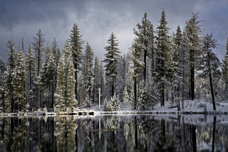 Gansos-do-Canadá no Lago Reflection, Parque Nacional de Lassen imagens de stock