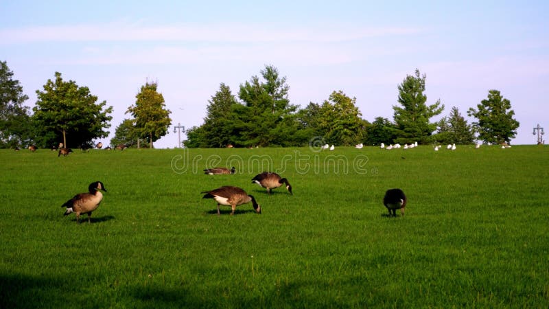 Gansos canadenses entortam a grama no campo