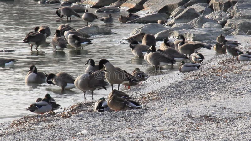 Gansos canadianos no lago ontario shore