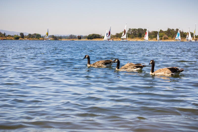 Gansos de Canadá que nadam no parque da linha costeira e no lago, Mountain View, Califórnia