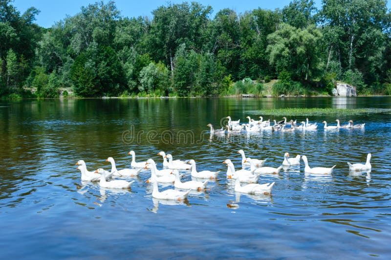 Gansos de la multitud que nadan en el agua fotografía de archivo libre de regalías