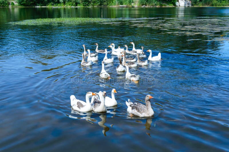 Gansos de la multitud que nadan en el agua imagenes de archivo