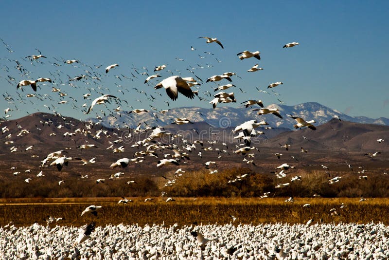 Gansos de neve no vôo imagem de stock Gansos de neve no vôo imagem de stock
