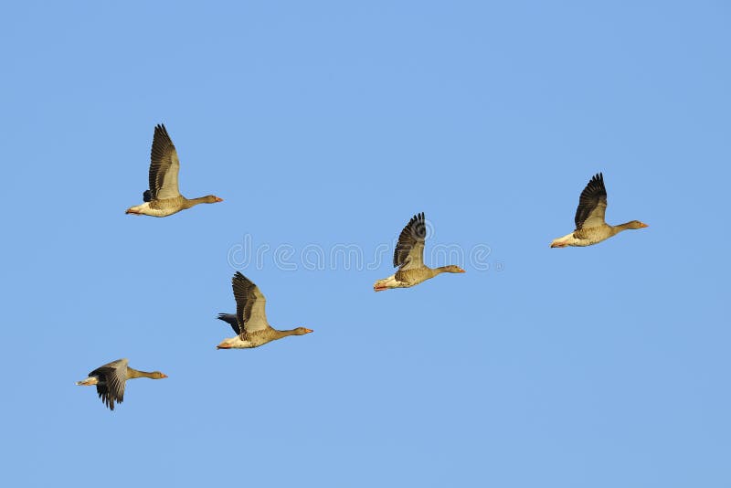 Gansos de pato bravo europeu em voo imagem de stock Gansos de pato bravo europeu em voo imagem de stock