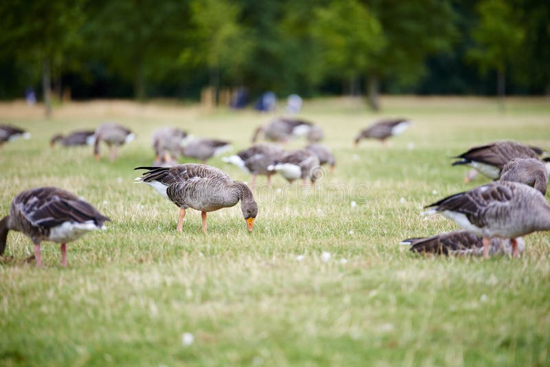 Gansos de pato bravo europeu no parque fotografia de stock