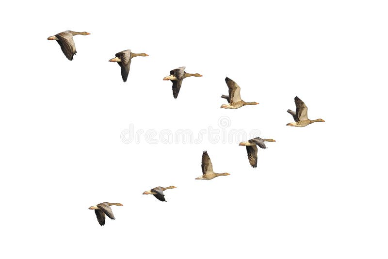 Gansos de pato bravo europeu no vôo fotografia de stock Gansos de pato bravo europeu no vôo fotografia de stock