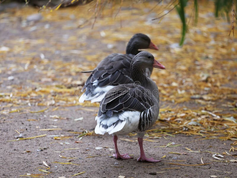 Gansos do Canadá no parque no outono. foto de stock