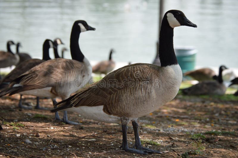 Gansos, lago, água, Macarthur Park, Los Angeles fotos de stock