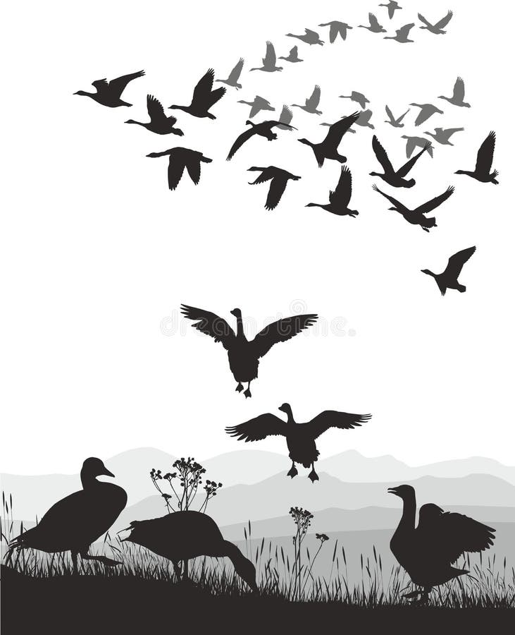 Gansos - migración coa alas stock de ilustración Gansos - migración coa alas stock de ilustración