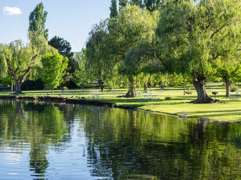 Gansos no relvado num parque perto do lago fotos de stock