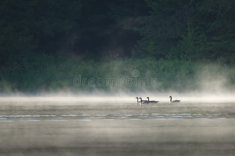 Gansos no lago enevoado imagem de stock royalty free Gansos no lago enevoado imagem de stock royalty free