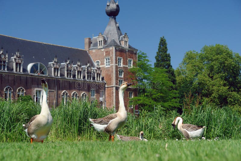 Gansos no parque do castelo fotografia de stock