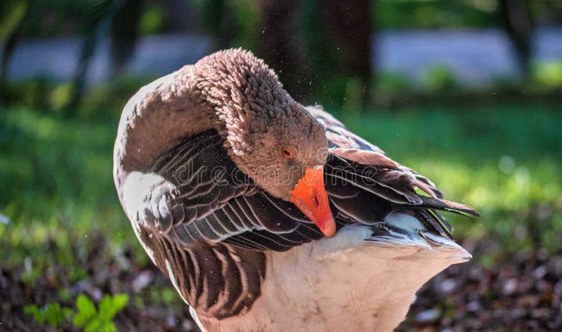 Gansos num parque fotos de stock