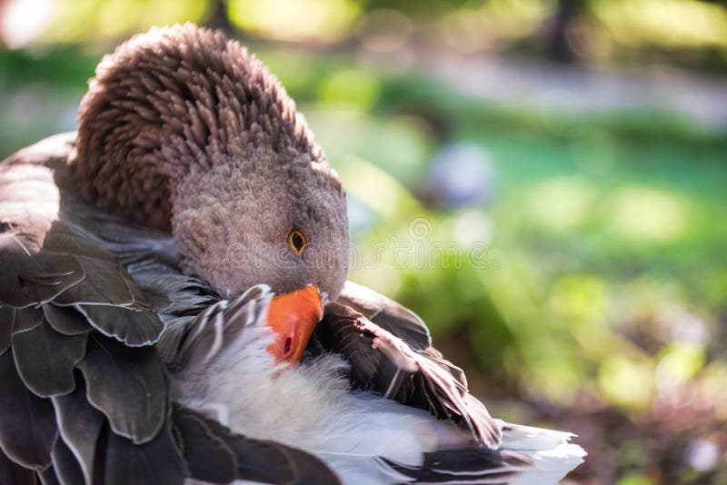 Gansos num parque fotos de stock royalty free