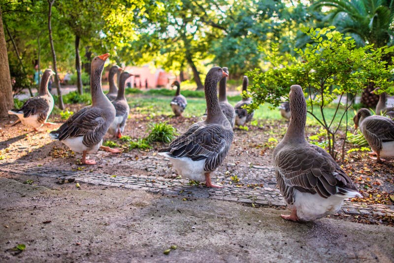 Gansos num parque foto de stock