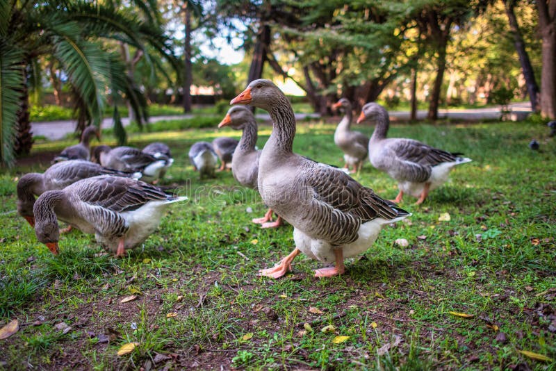 Gansos num parque foto de stock royalty free