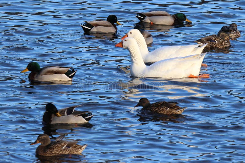 Gansos que nadam com patos Gansos que nadam com patos