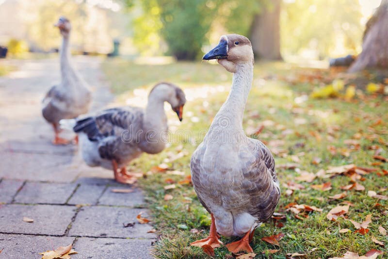 Gansos selvagens no parque do outono imagem de stock