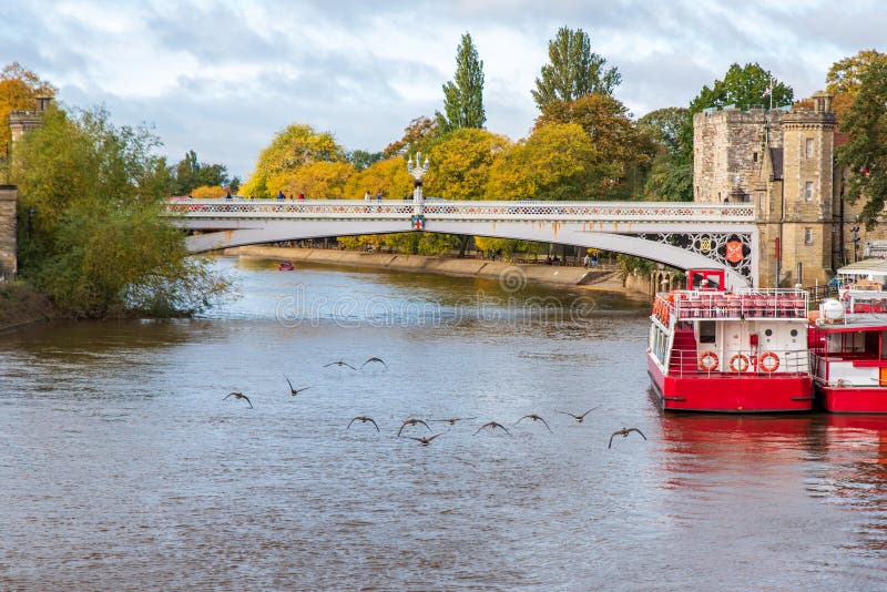 Gansos sobrevoando o rio Ouse em York. Borda de gansos voando perto da ponte Lendal sobre o rio Ouse em York, Inglaterra