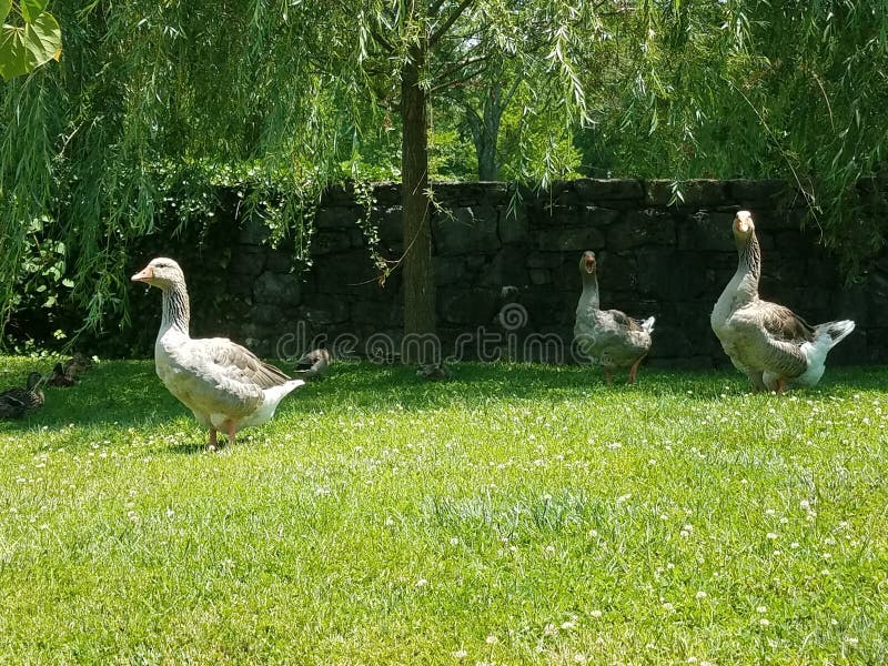 Gansos a passear num parque fotos de stock royalty free