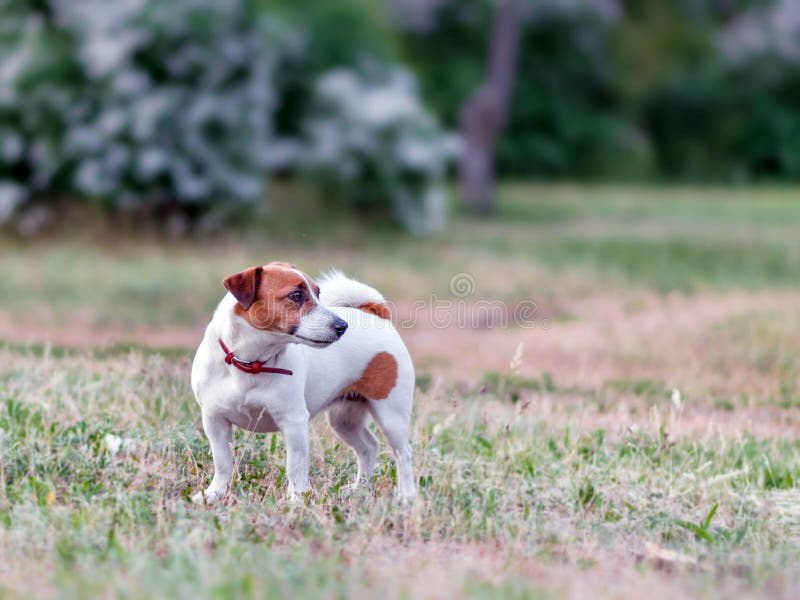 Ganzaufnahme entzückenden kleinen weißen und braunen Hundesteckfassungsrussel-Terriers, der auf Rasen steht und Recht betrachtet lizenzfreies stockbild Ganzaufnahme entzückenden kleinen weißen und braunen Hundesteckfassungsrussel-Terriers, der auf Rasen steht und Recht betrachtet lizenzfreies stockbild