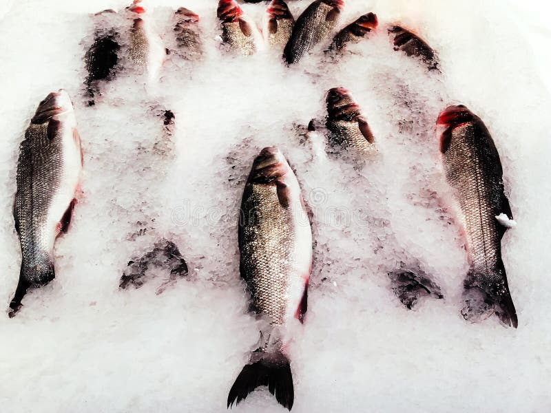 Ganze Forelle im Eis, bereiten für Verkauf am Fischmarkt vor lizenzfreie stockfotos Ganze Forelle im Eis, bereiten für Verkauf am Fischmarkt vor lizenzfreie stockfotos