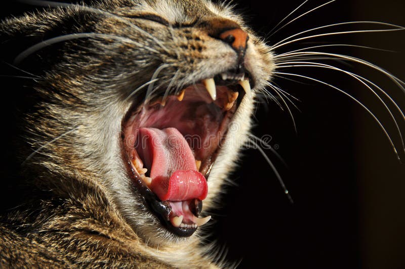 How to Open a Cat Mouth - Taking Care of Cats - YouTube