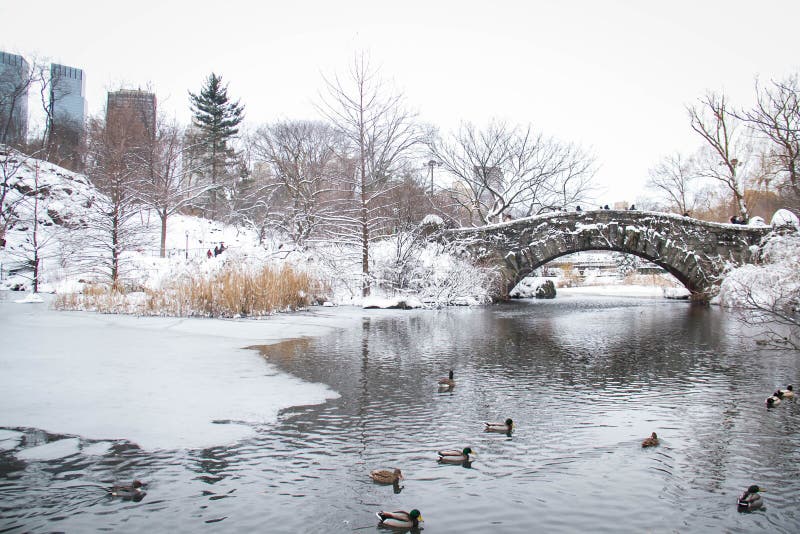 Gapstow Bridge and Duck in the Icy Lake at Central Park Stock Image ...