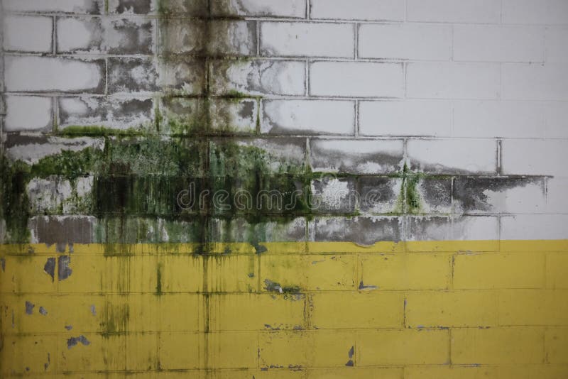 Mold Garage Wall Stock Photos Free & RoyaltyFree Stock Photos from