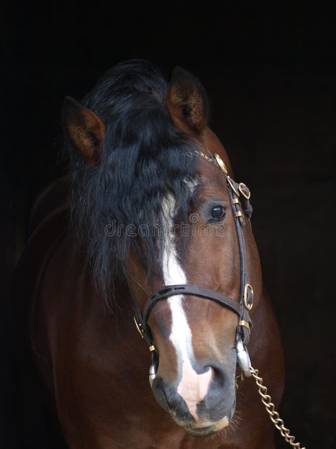 Face do cavalo imagem de stock. Imagem de fazenda, animal - 7335957