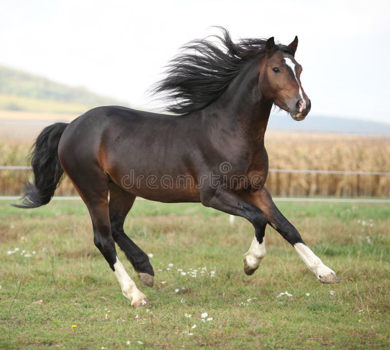 Cavalo à Frente De Uma árvore Foto de Stock - Imagem de marrom, cavalo:  179065984