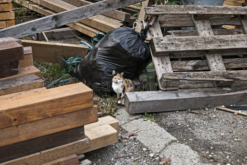 Garbage cat royalty free stock photo