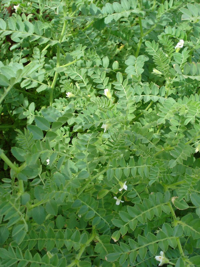 Plantas De Garbanzo En Un Campo Foto de archivo Imagen de planta
