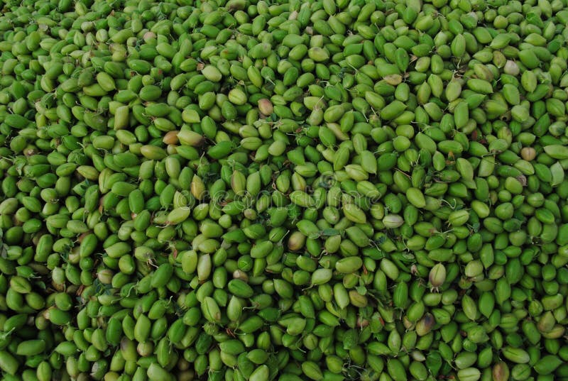 El Garbanzo Verde Brota Cuatro Foto de archivo Imagen de sano, emerging 9938930