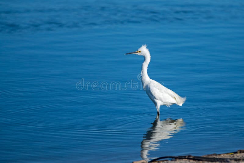 Garceta blanca que refleja en el río Santa Clara en la reserva del parque de estado de McGrath en Ventura California los E.E.U.U. fotografía de archivo Garceta blanca que refleja en el río Santa Clara en la reserva del parque de estado de McGrath en Ventura California los E.E.U.U. fotografía de archivo