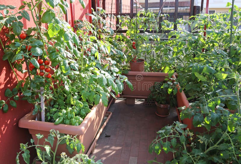 Garden Balcony with Tomato Plants Stock Photo Image of practices