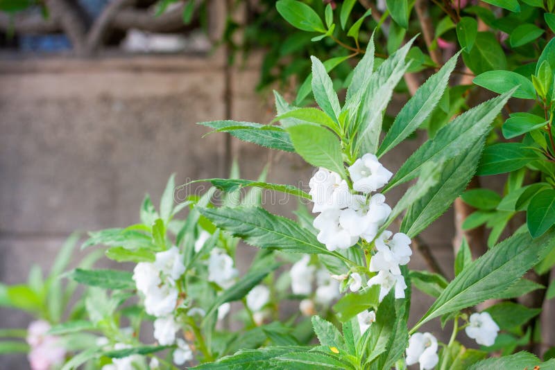 Garden balsam stock image. Image of impatiens, balsamina 35801647