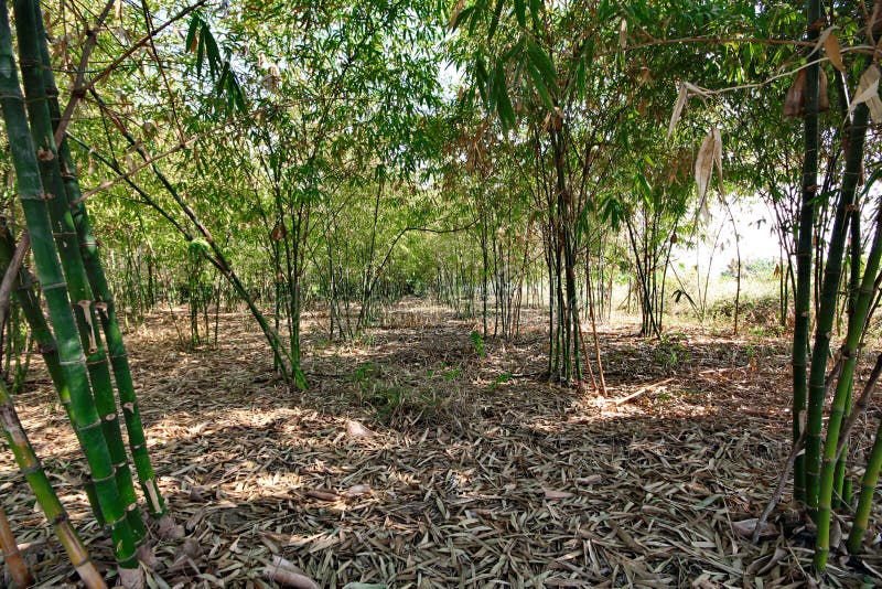 Garden Bamboo Canes that Grow Naturally Release. Stock Image Image of