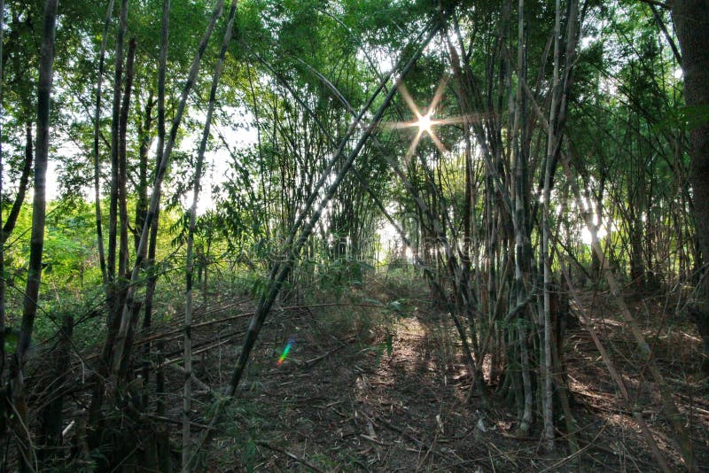 Garden Bamboo Canes that Grow Naturally Release. Stock Image Image of