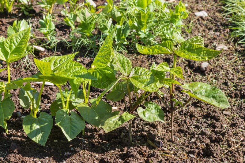 Garden Bean Seedlings Growing in Organic Vegetable Garden Stock Image