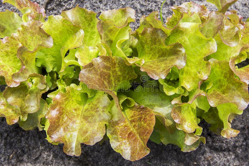 Garden bed of lettuce stock image. Image of vegetarian 86080207