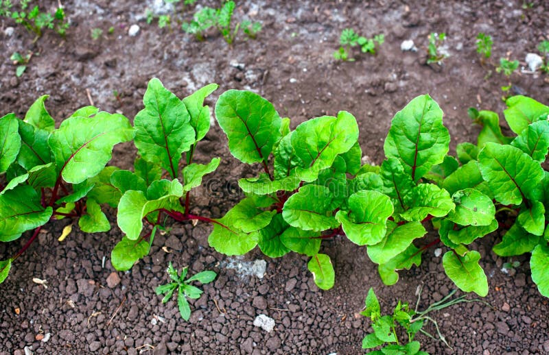 Garden Bed with Young Beets Stock Photo Image of beet, seedling