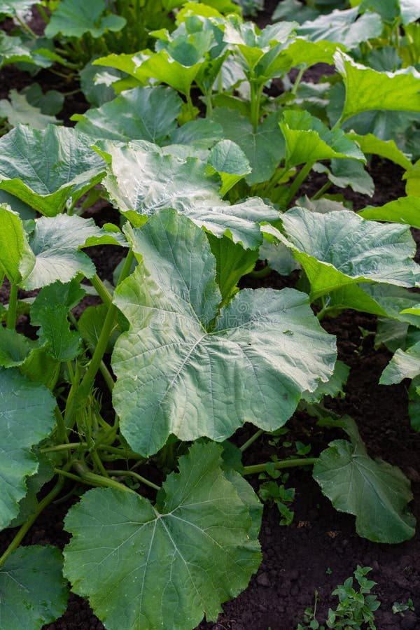 Garden beds with green pumpkin leaves stock images Garden beds with green pumpkin leaves stock images