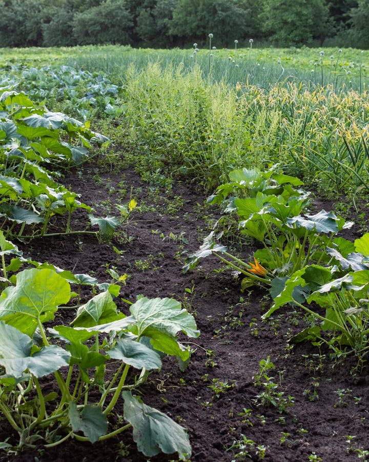 Garden beds with green pumpkin leaves royalty free stock photos Garden beds with green pumpkin leaves royalty free stock photos