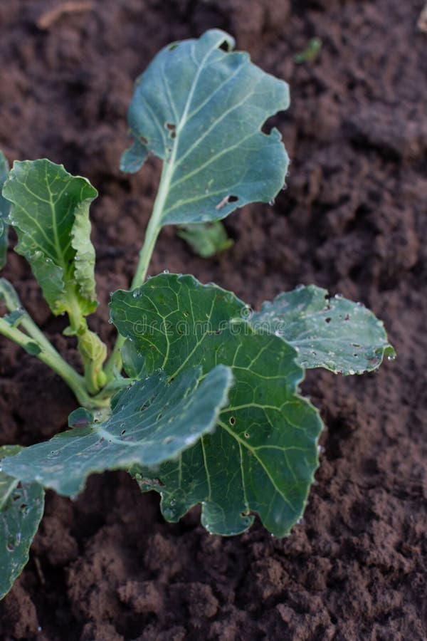 Garden beds with young green cabbage leaves stock photo Garden beds with young green cabbage leaves stock photo