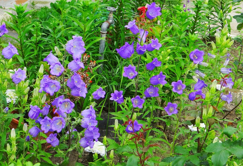 Campanula - Campanula portenschlagiana - Piante Annuali - Caratteristiche campan